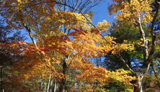 雲場池の紅葉－2023年の秋－