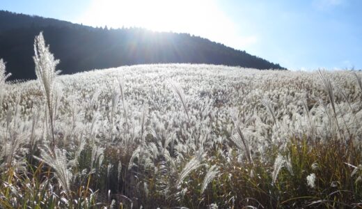 箱根仙石原のすすき草原〔25年11月〕