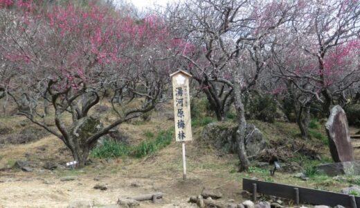 湯河原梅林の「梅の宴」〔26年2月〕