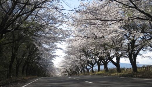 西郷村の桜－台上道路・堀川親水公園－〔26年4月〕